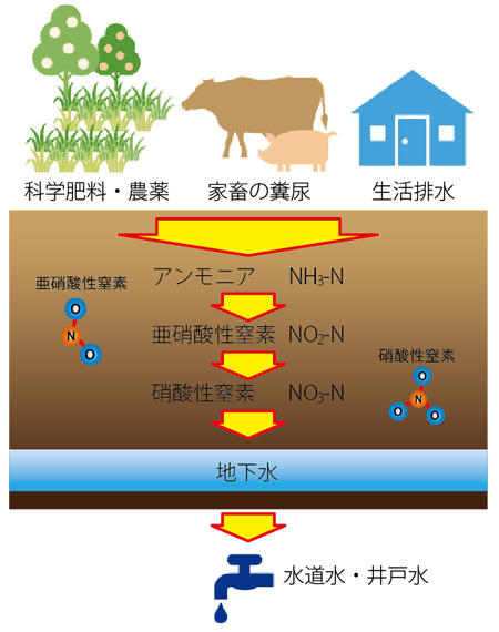 硝酸性窒素が水道水に混入するフロー図